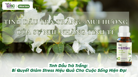 Tinh Dầu Trà Trắng: Bí Quyết Giảm Stress Hiệu Quả Cho Cuộc Sống Hiện Đại
