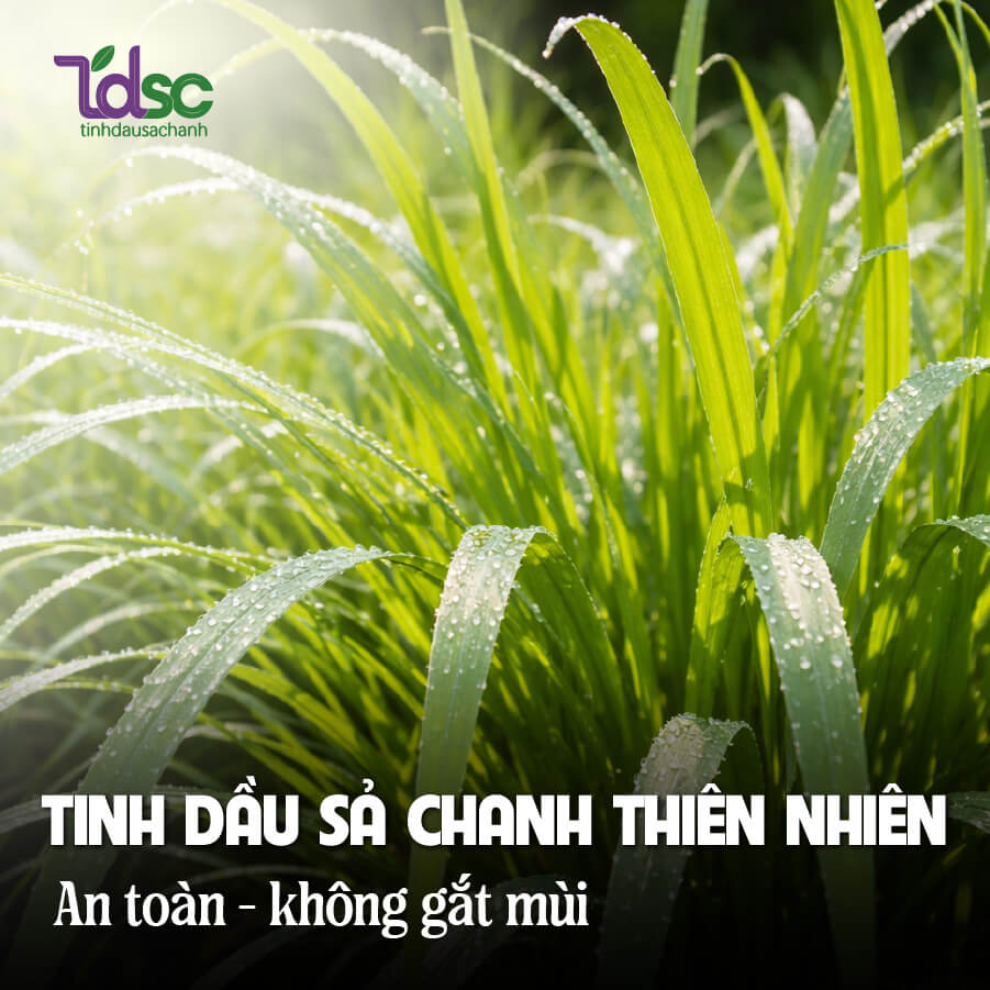 xit-phong-sa-chanh-thien-nhien Xịt phòng sả chanh thiên nhiên