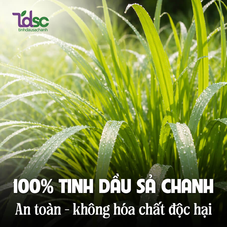 xit-phong-sa-chanh-thanh-phan Xịt phòng sả chanh thành phần